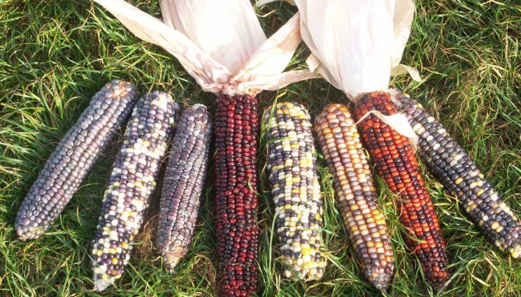 царевица - Агро Телеграф: Коалиция