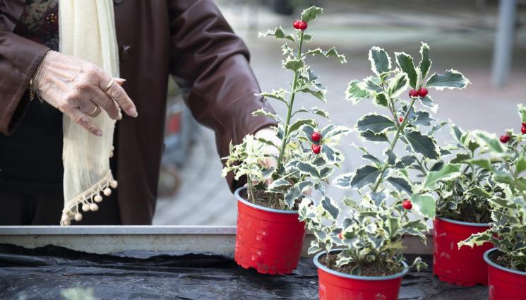 Холито - Агро Телеграф: Цветето на целувката цъфва за Рождество