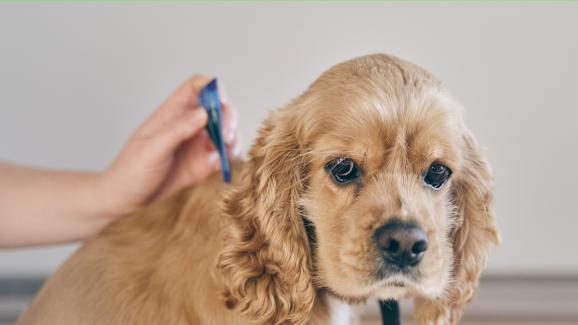5 съвета как да изберете най-добрата защита срещу бълхи за кучето си