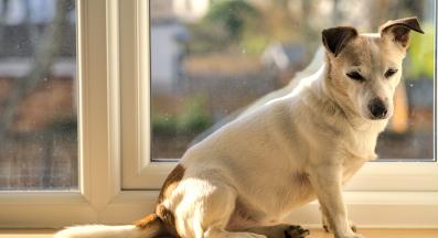 куче самотно