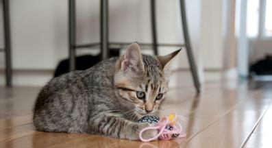 котка играе