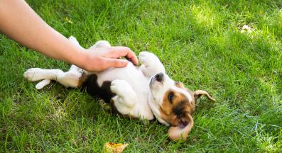 куче галене