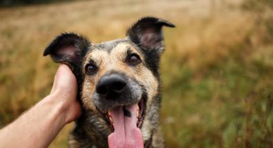 куче галене
