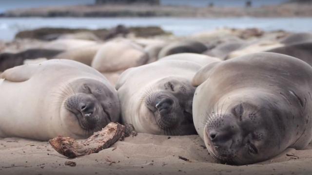По време на лов: Морските слонове се справят само с два часа сън на ден