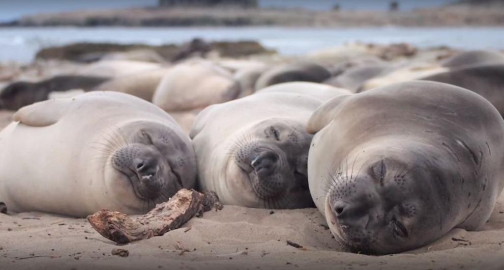 Морските слонове се справят с два часа сън под вода