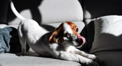 куче разтягане