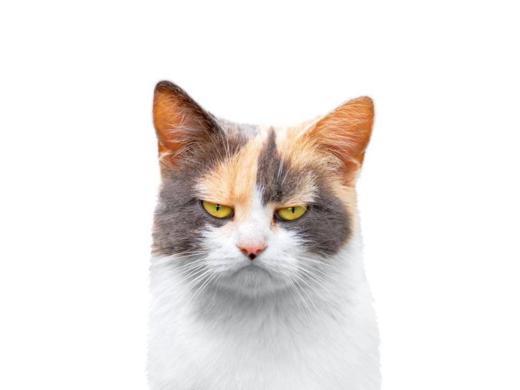 Първото проучване за определяне на количеството животински видове която котките