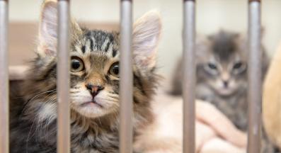 котка в приют