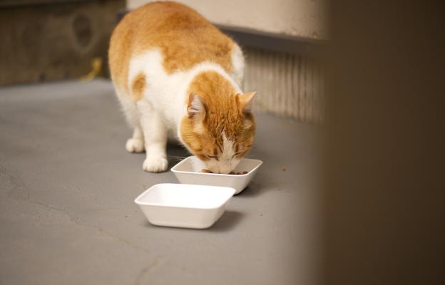 котка и котешка храна