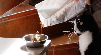 котка и котешка храна