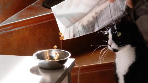 котка и котешка храна