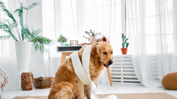 8 най-често срещани погрешни схващания за тревожността при раздяла при кучетата