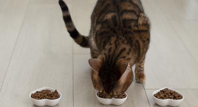 котка се храни