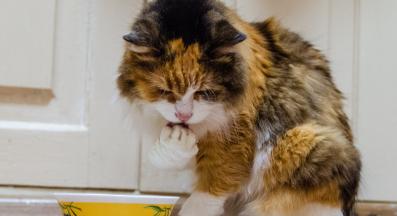 котка пие вода