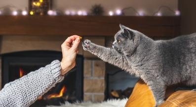 лакомства за котка