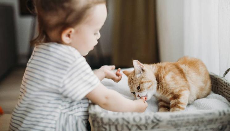 котка дете - ОПАСНОСТ: Домашните котки удвояват риска от шизофрения при децата!