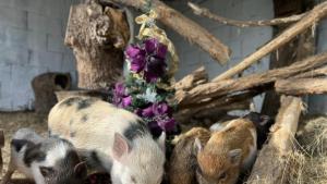 Няколко малки прасенца и тяхната майка от зоопарка в Бургас