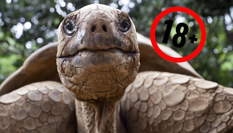 костенурка - САМО ЗА ВЪЗРАСТНИ: ПОРНО с костенурки взриви мрежата! (ВИДЕО)