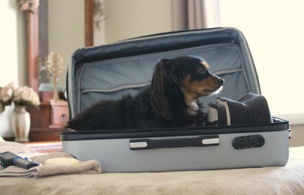 куче пътуване подготовка