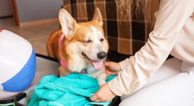 куче пътуване подготовка