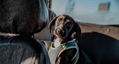 страхливо куче