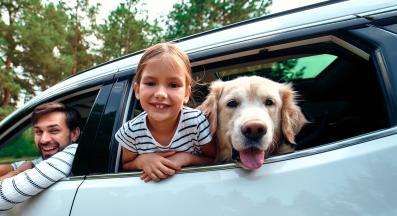 куче семейство