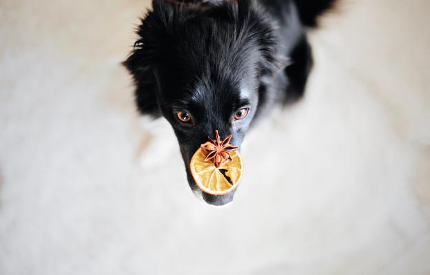 куче портокали