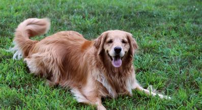 куче опашка