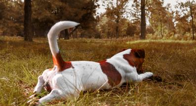 куче опашка