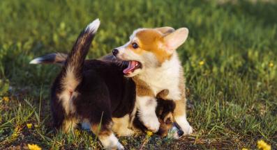 куче опашка