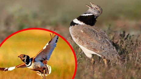 птица стрепет