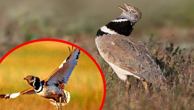 птица стрепет - РАДОСТНА ВЕСТ: Появи се пак наша изчезнала птица! (СНИМКА)