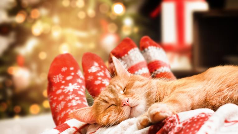  Дневен хороскоп за четвъртък, 21 декември 