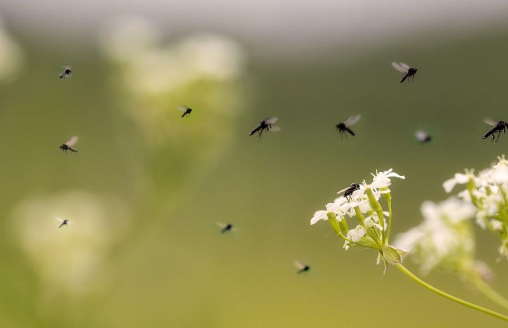 Дванадесет нови вида сухоземни насекоми и членестоноги, които никога досега