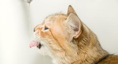 котка пие вода