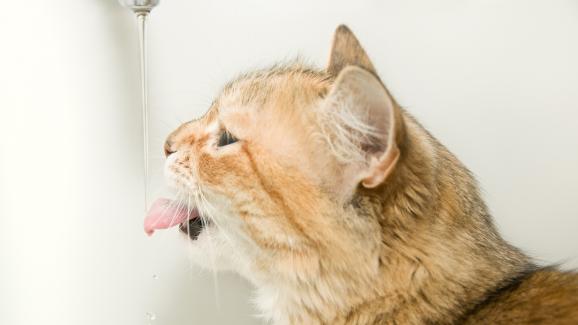 Защо котката ви трябва да пие повече вода
