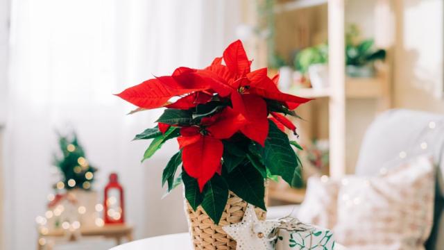 7 дни до Коледа: Растения, с които да украсим дома си за празниците