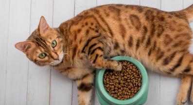 котка се храни