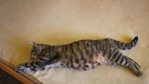 бременна котка