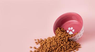 котка и храна