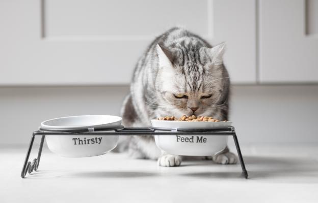 котка и храна