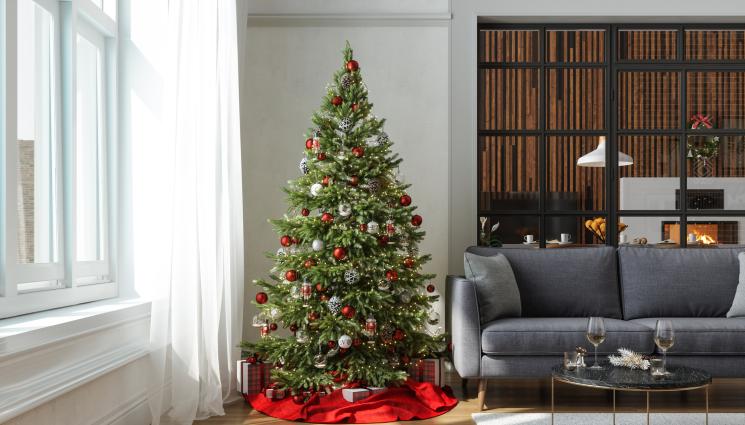 елха - Агро Телеграф: Поливайте елхата, за да издържи дълго