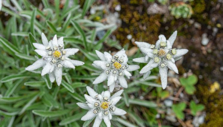 еделвейс - Агро Телеграф: Еделвайсът – планинското съкровище у дома