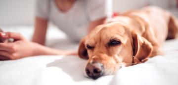 9 причини защо кучето ви иска да спи близо до вас