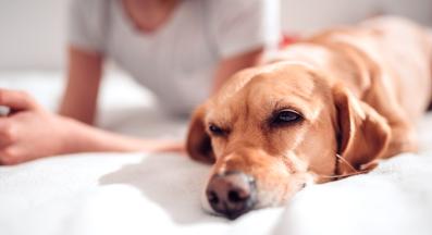 куче човек спи