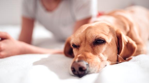 9 причини защо кучето ви иска да спи близо до вас