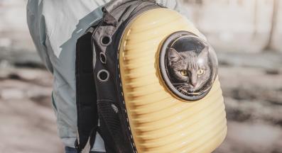 котка в раница