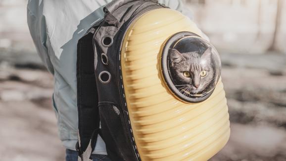 котка в раница