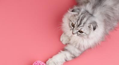 котка играе