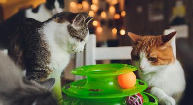 котка и интерактивен пъзел за храна